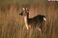 Biche 009